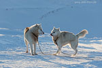 Grnland im Winter