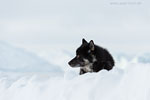 Grnland im Winter