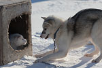Grnland im Winter