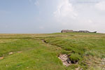 Hallig Grde