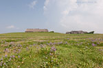 Hallig Grde