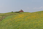 Hallig Grde