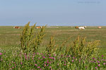 Hallig Hooge