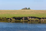 Hallig Hooge