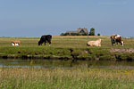 Hallig Hooge