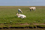 Hallig Hooge