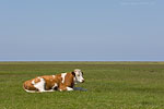 Hallig Hooge
