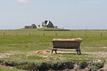 Hallig Nordstrandischmoor