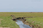 Hallig Nordstrandischmoor