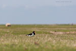 Hallig Nordstrandischmoor