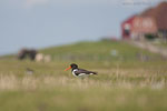 Hallig Nordstrandischmoor