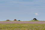 Hallig Nordstrandischmoor