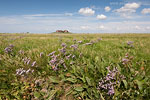 Hallig Nordstrandischmoor
