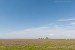 Hallig Nordstrandischmoor