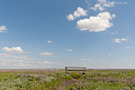Hallig Nordstrandischmoor