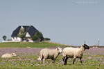 Hallig Nordstrandischmoor