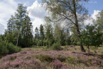 Heide Landschaft