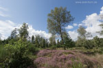 Heide Landschaft