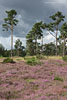 Heide Landschaft