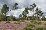 Heide Landschaft