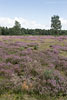 Heide Landschaft