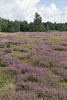 Heide Landschaft