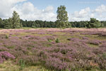 Heide Landschaft