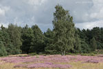 Heide Landschaft