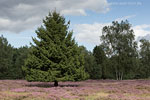 Heide Landschaft