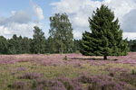 Heide Landschaft