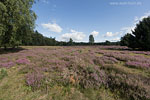 Heide Landschaft