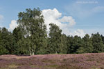 Heide Landschaft