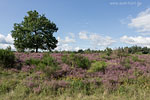 Heide Landschaft