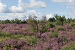 Heide Landschaft