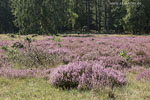 Heide Landschaft