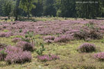 Heide Landschaft