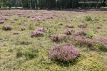 Heide Landschaft
