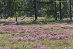 Heide Landschaft