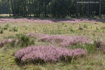 Heide Landschaft