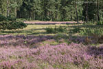 Heide Landschaft