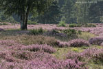 Heide Landschaft