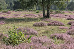 Heide Landschaft