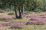 Heide Landschaft