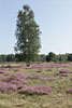 Heide Landschaft