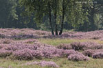 Heide Landschaft
