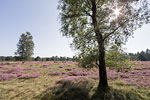 Heide Landschaft