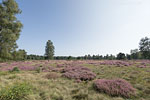 Heide Landschaft