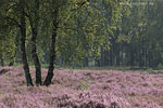 Heide Landschaft