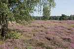 Heide Landschaft