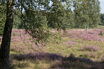 Heide Landschaft